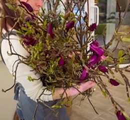 Магнолия, цветущая ветка Магнолия, цветущая ветка